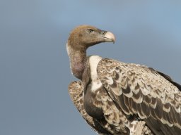 Western_Corridor2009-38